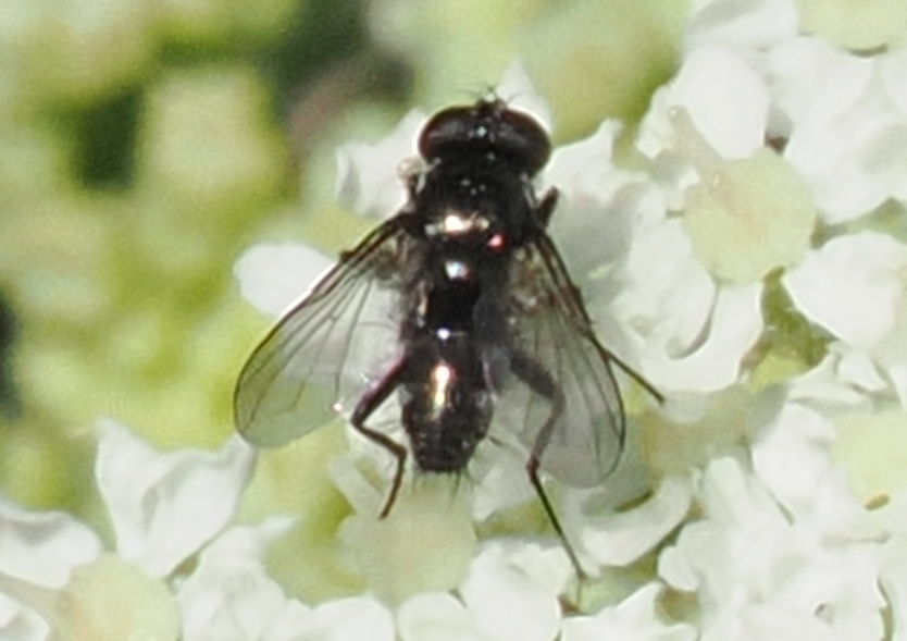 Rhinophora-lepida